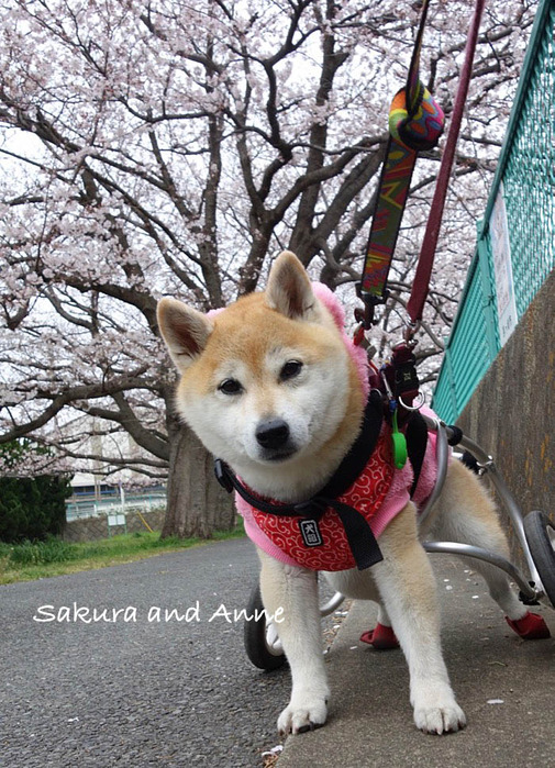 30日午後ブログ６
