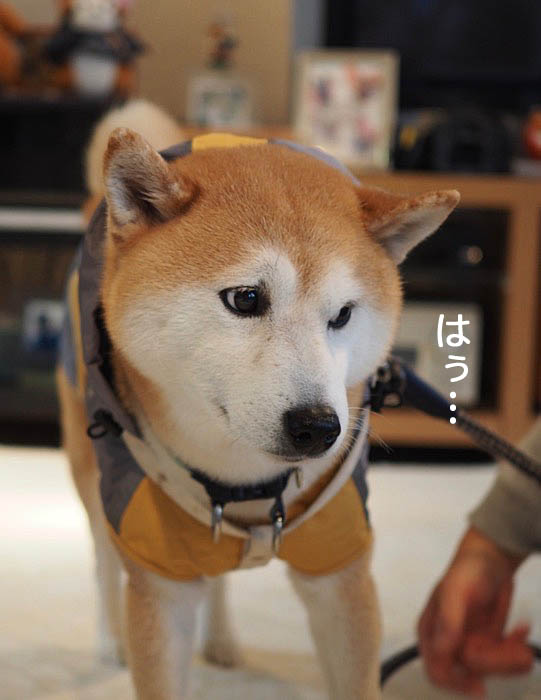 26日ブログ１１