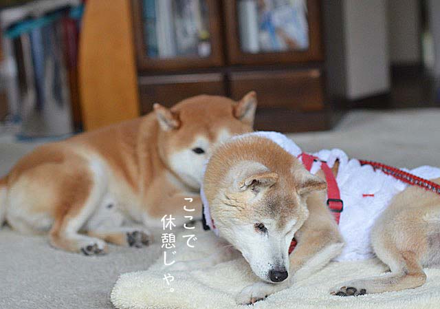14日ブログ5