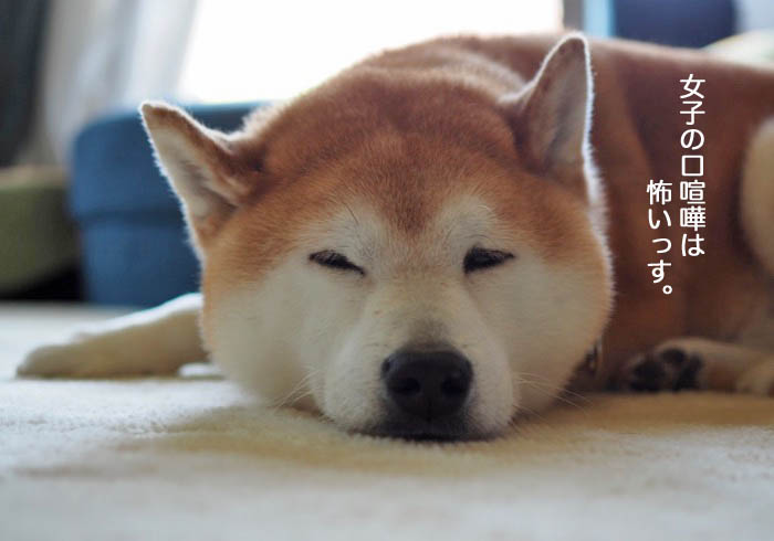 11日夕ブログ９