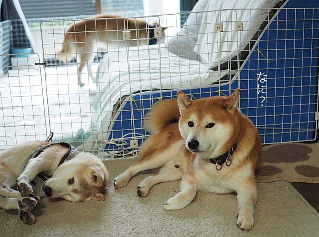 12日ブログ8
