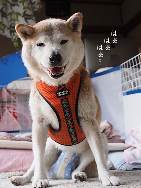 20日ブログ4