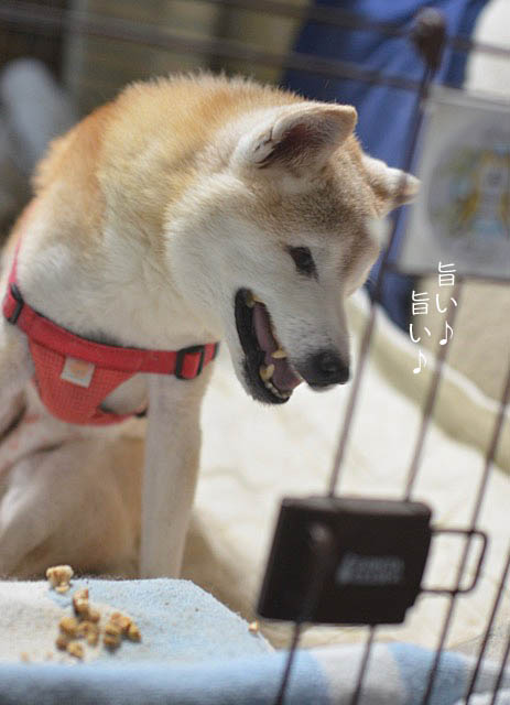 1日ブログ8
