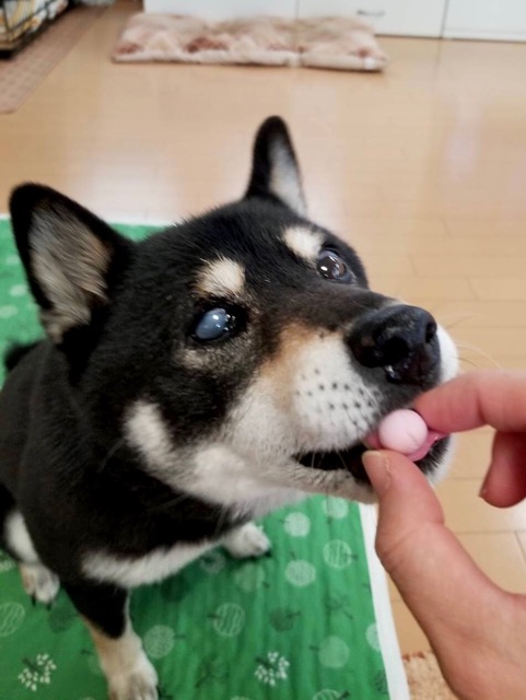 7日こころちゃん