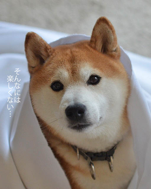 31日ブログ4