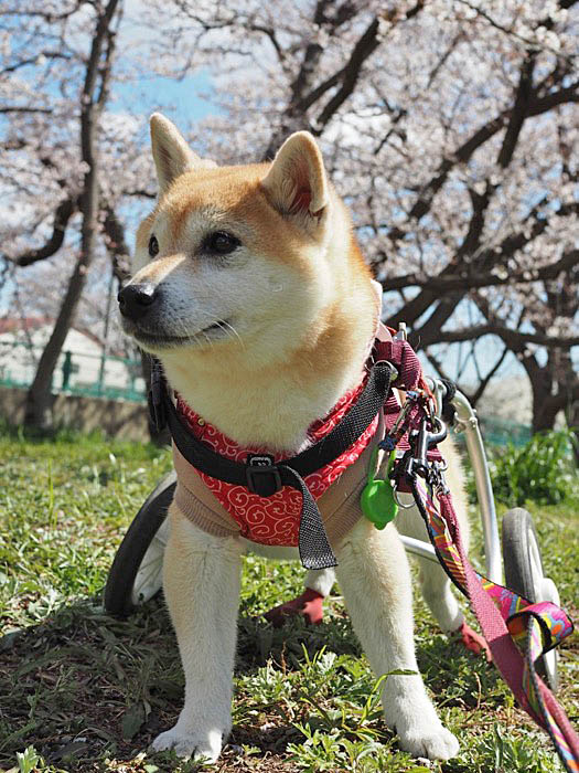10日午後ブログ９