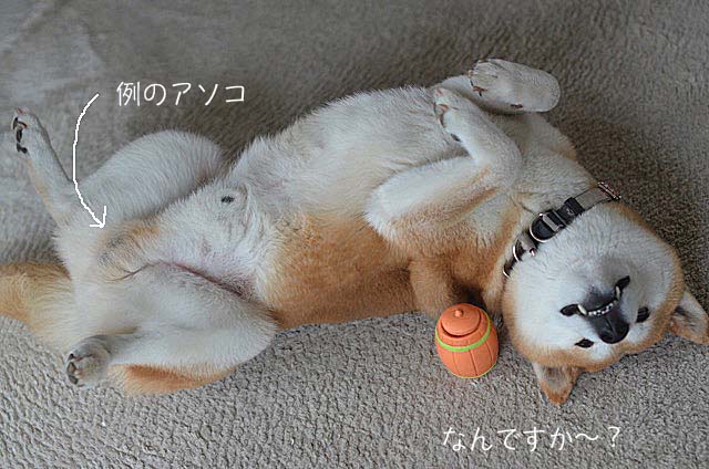 13日のブログ10