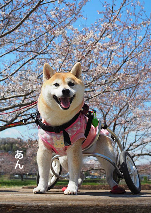 4日午後ブログ１０