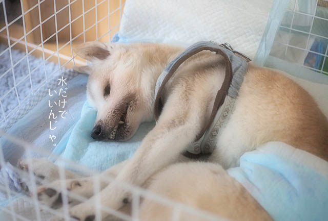 17日ブログ3