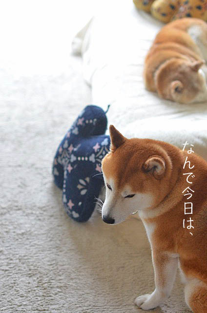 11日昼ブログ3