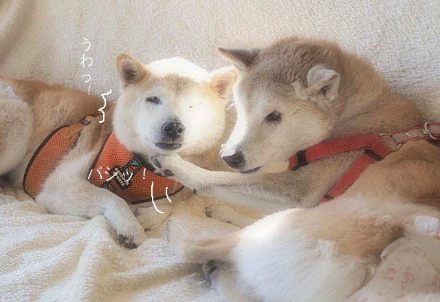 18日ブログ5
