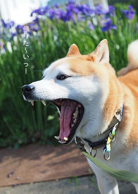 17日ブログ6