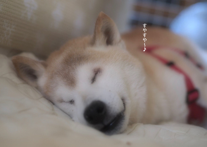 30日ブログ4