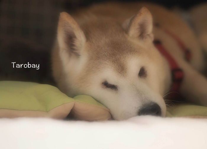 7日ブログ12
