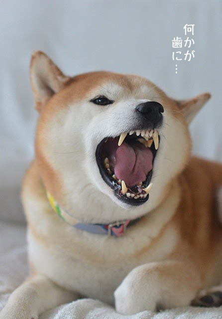 9日ブログ4