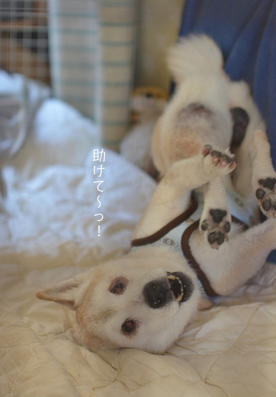 13日ブログ2