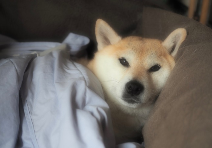 29日夜用３