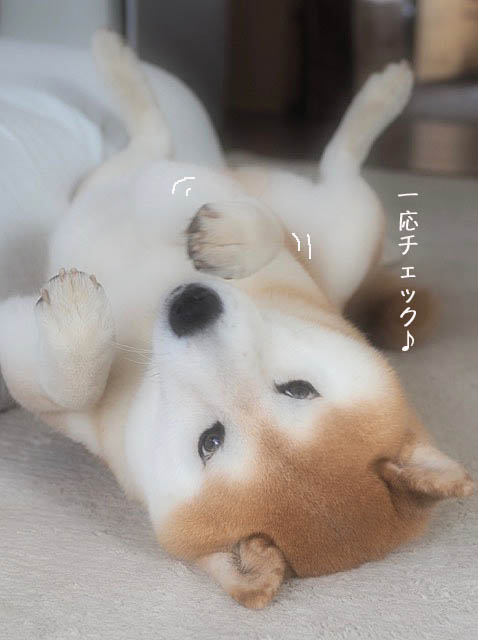 7日ブログ8