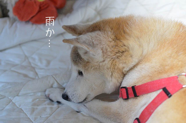 1日ブログ11