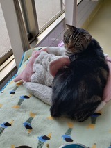 しばた便⑦⑧