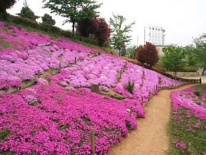 shibazakura_001_s2