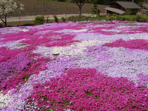 國田家の芝桜-thumb-640xauto-58