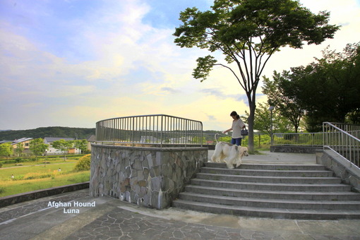 6公園上