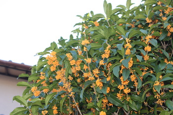 kinnmokusei