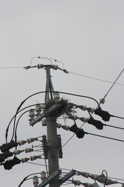 電柱