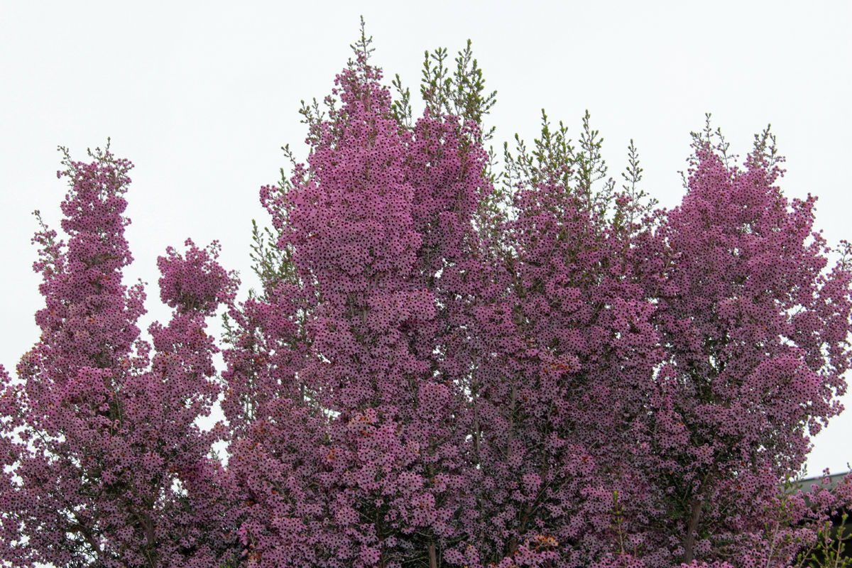 IMG_8648