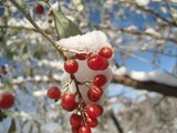 088c271c.jpg