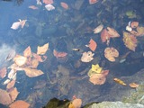6d8043f9.jpg