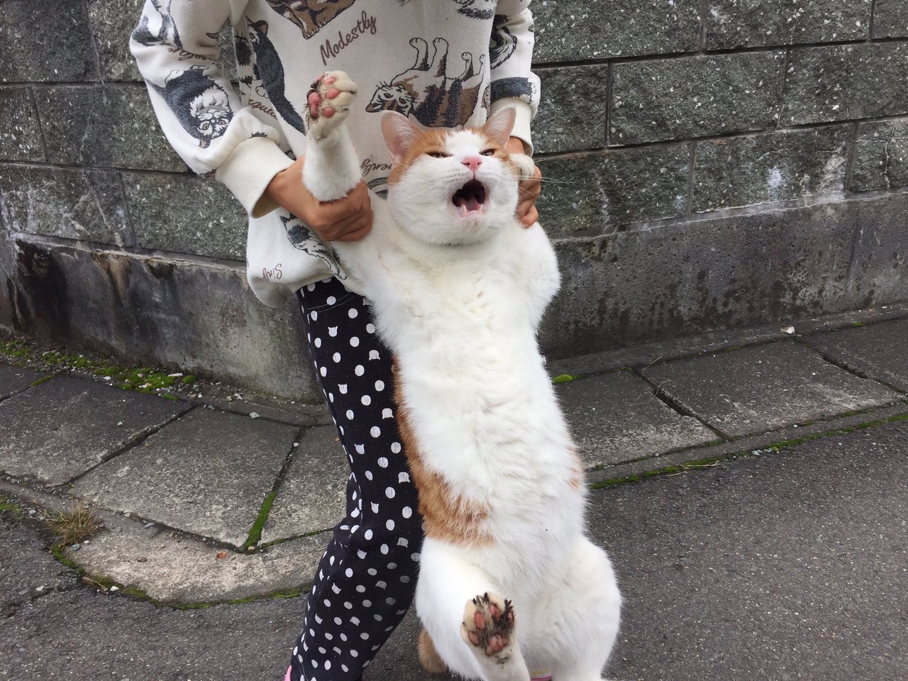 どうぶつ画像 保管庫 鹿美の秘密の部屋