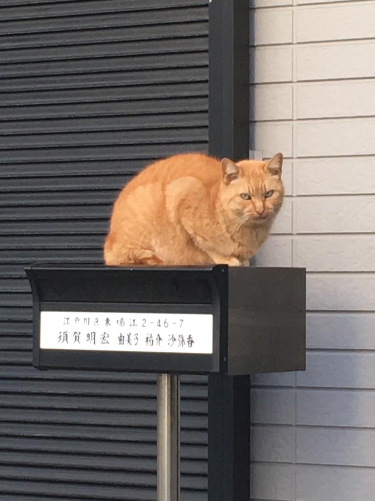 どうぶつ画像保管庫 鹿美の秘密の部屋