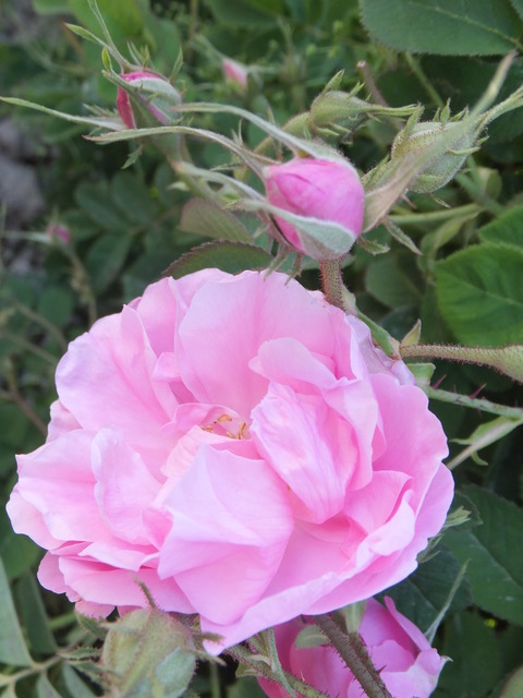 DSCF2337
