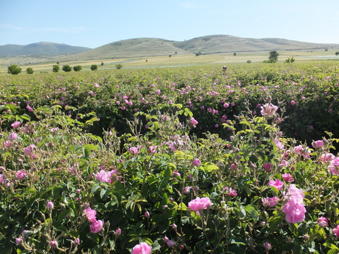 DSCF2327