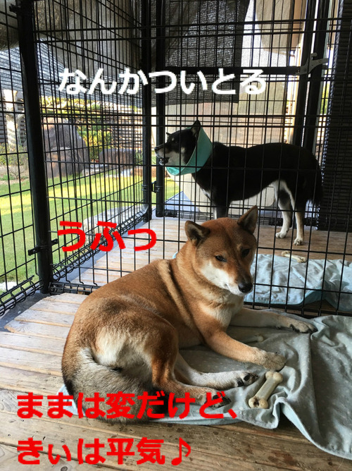 BlogPaint