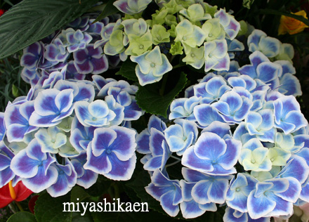azisai3