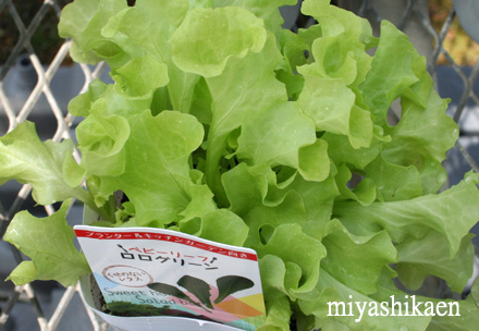 �٥ӡ��꡼�դ���