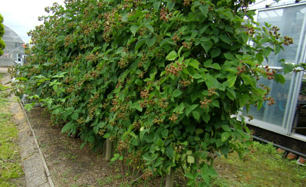 地植えにしたブラックベリーの花が咲かない シクラメン生産直売 宮子花園