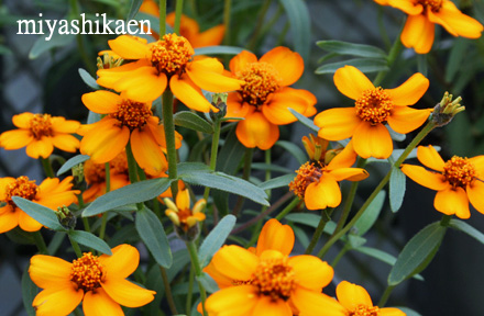 zinia3