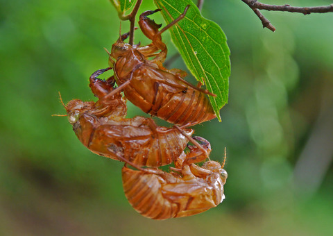 P1090747