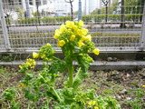 摂食嚥下リハビリテーション