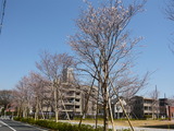 島田歯科前の桜並木