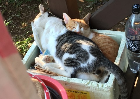 しーちゃん&うしこ