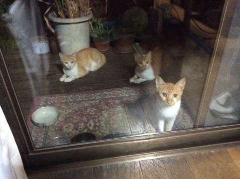 茶チビ3兄弟