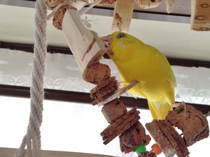 IMG_0066