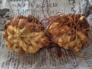 IMG_6287 (1)