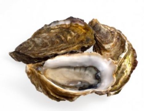 ostryga2