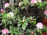 CIMG0085
